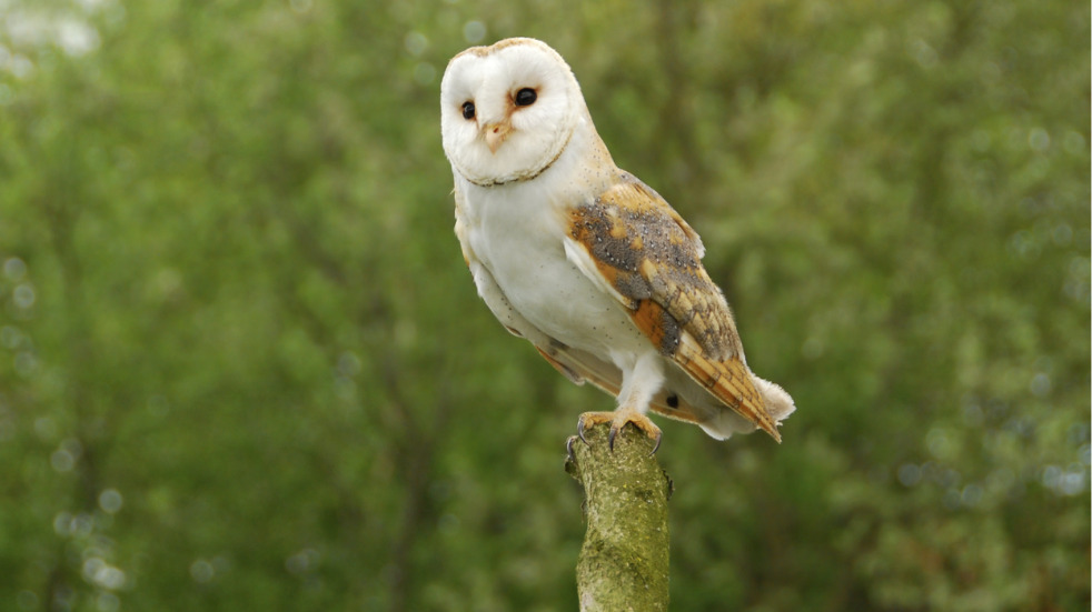 Portsmouth's Staunton Country Park wildlife